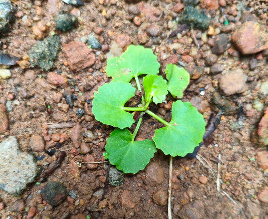 Gotu Kola (Centella asiatica) botanical photograph