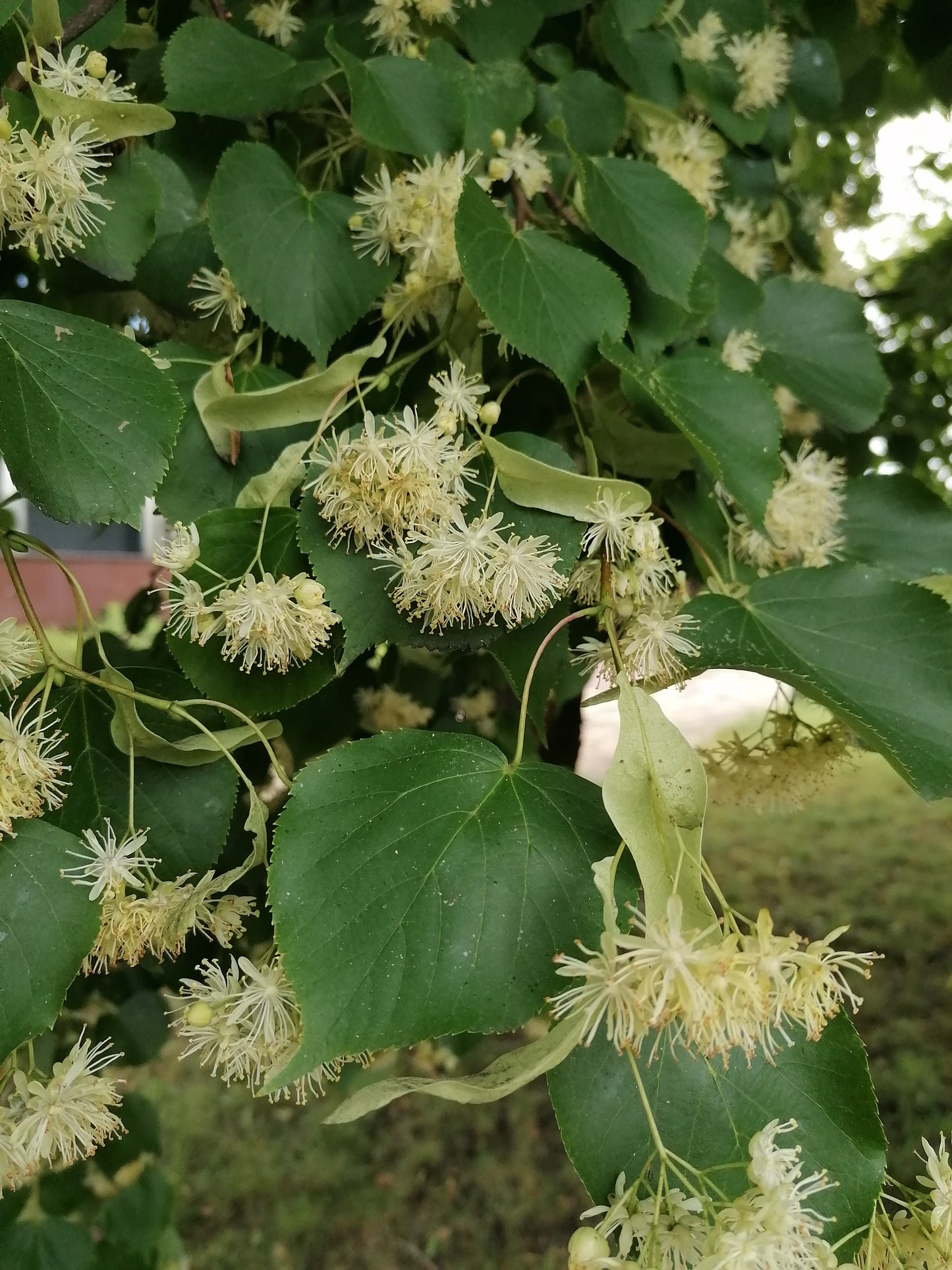 Linden Bloom (Tilia cordata) botanical photograph
