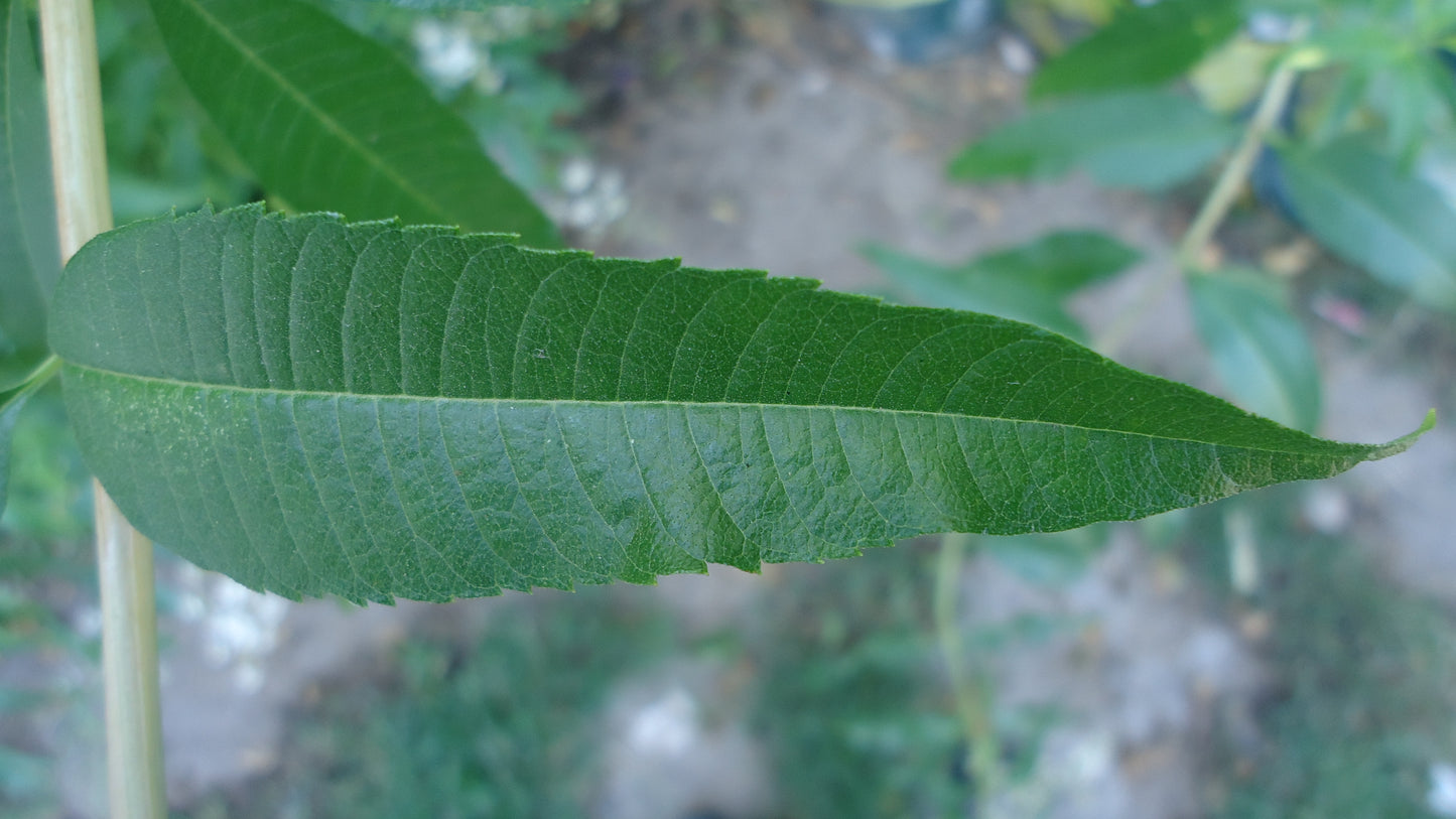 Lemon Verbena (Aloysia citrodora) botanical photograph
