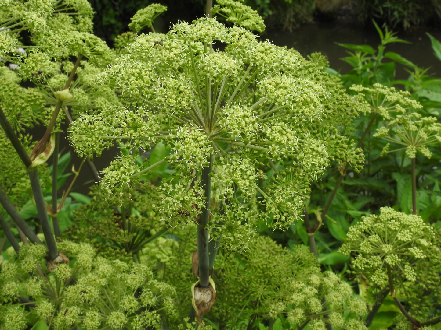 Angelica Root (Angelica archangelica) botanical photograph