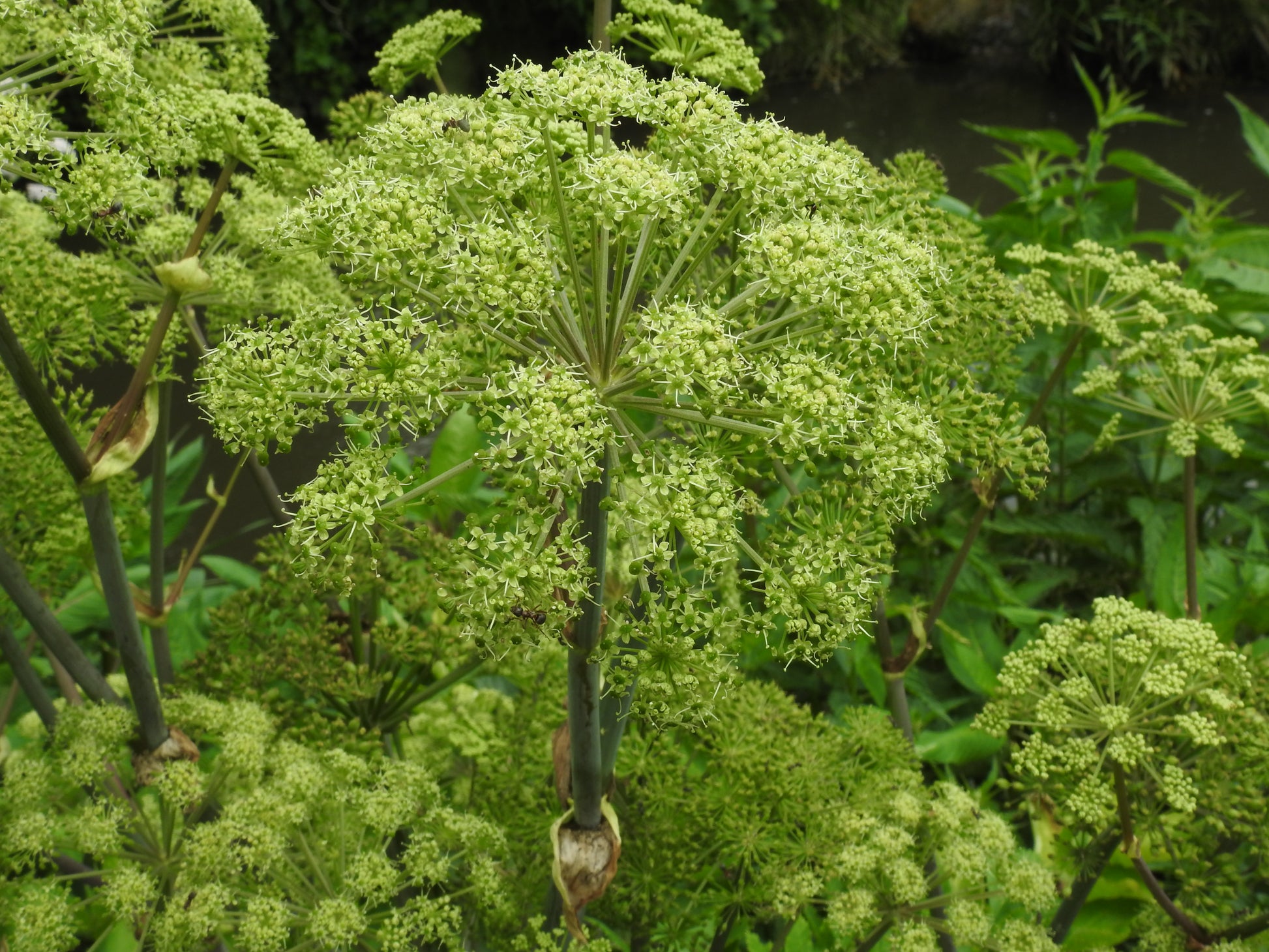Angelica Root (Angelica archangelica) botanical photograph