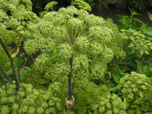 Angelica Root (Angelica archangelica) botanical photograph