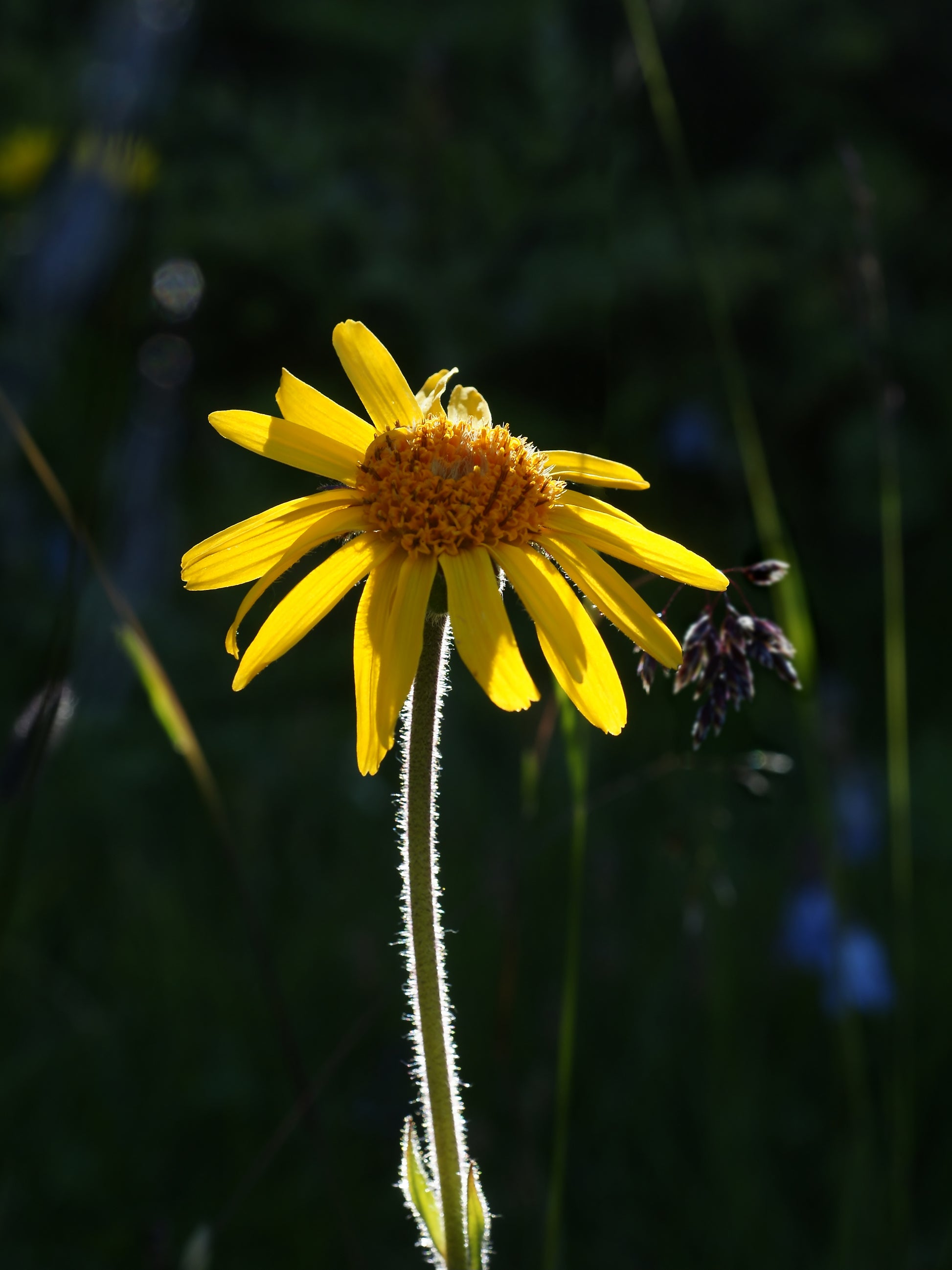 Arnica Flower (Arnica montana) botanical photograph