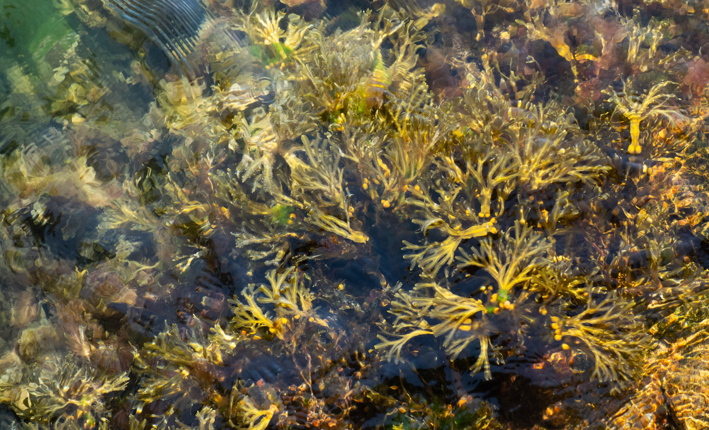 Bladderwrack (Fucus vesiculosus) botanical photograph