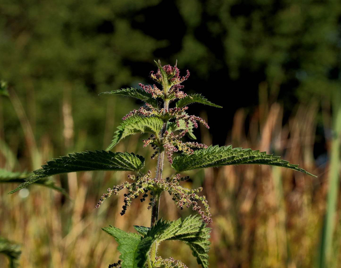 Nettle Leaf (Urtica dioica) botanical photograph