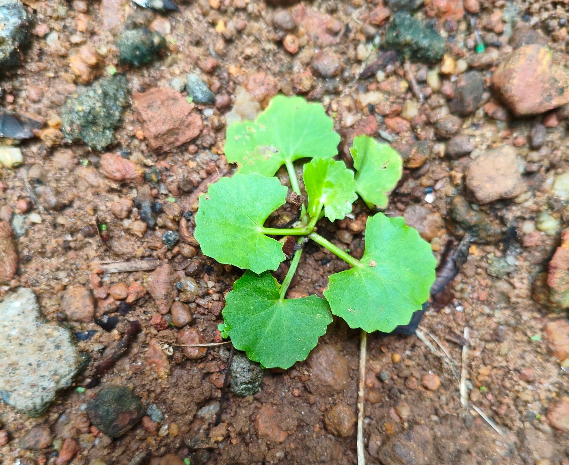Gotu Kola (Centella asiatica) botanical photograph
