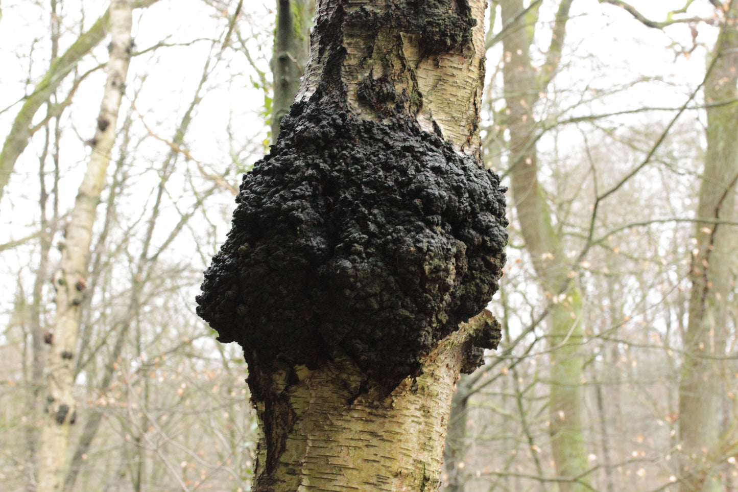 Chaga Mushroom (Inonotus obliquus) botanical photograph