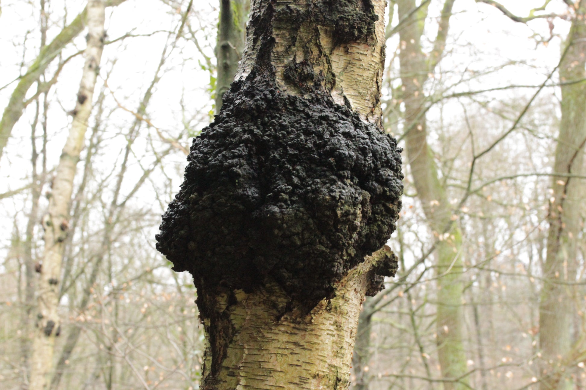 Chaga Mushroom (Inonotus obliquus) botanical photograph