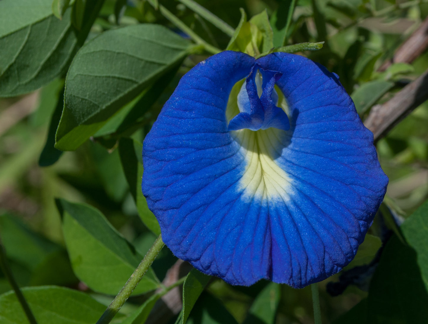 Butterfly Pea Flower (Clitoria ternatea) botanical photograph