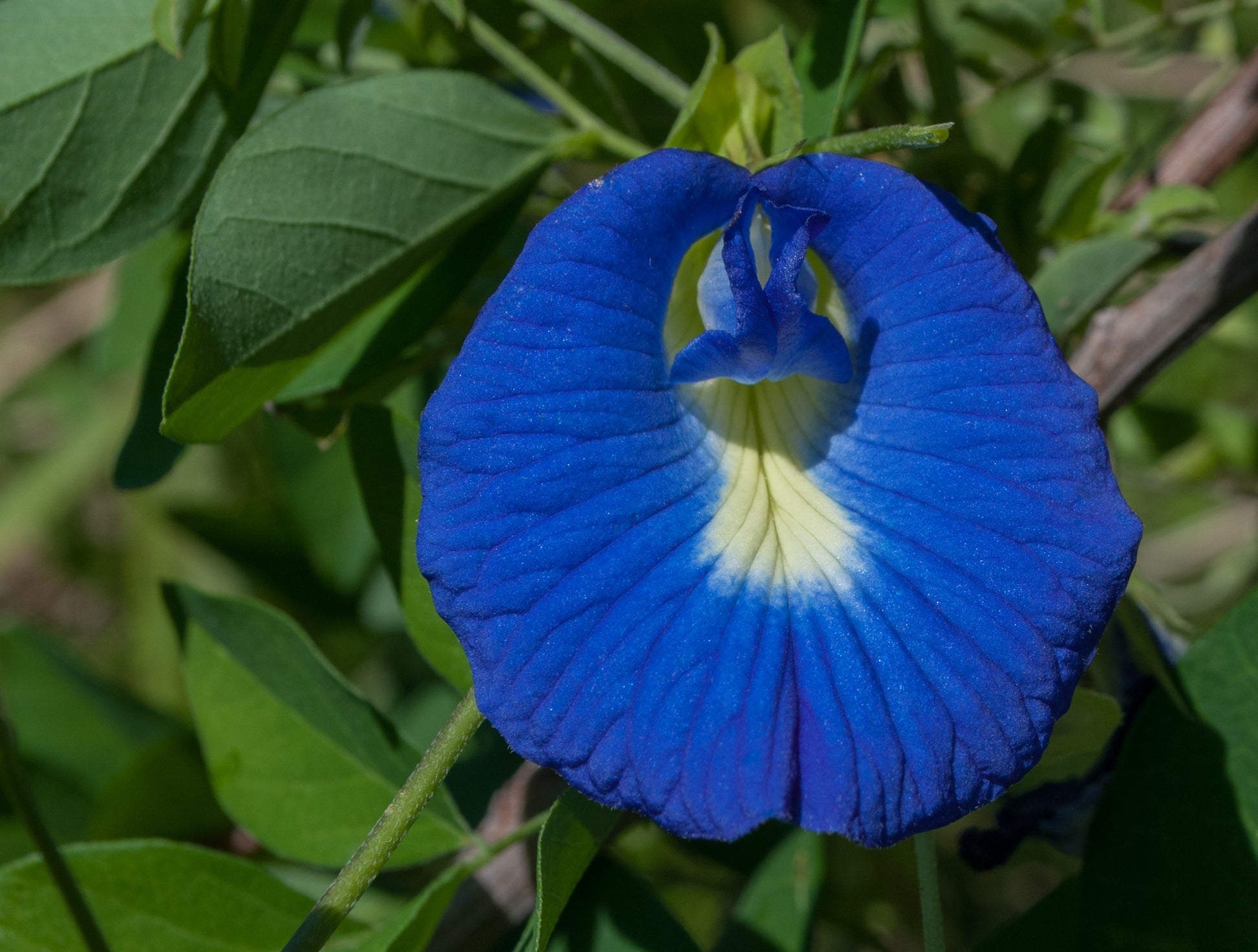 Butterfly Pea Flower (Clitoria ternatea) botanical photograph