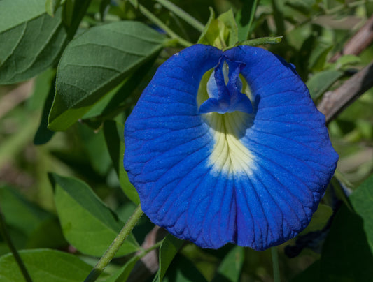 Butterfly Pea Flower (Clitoria ternatea) botanical photograph