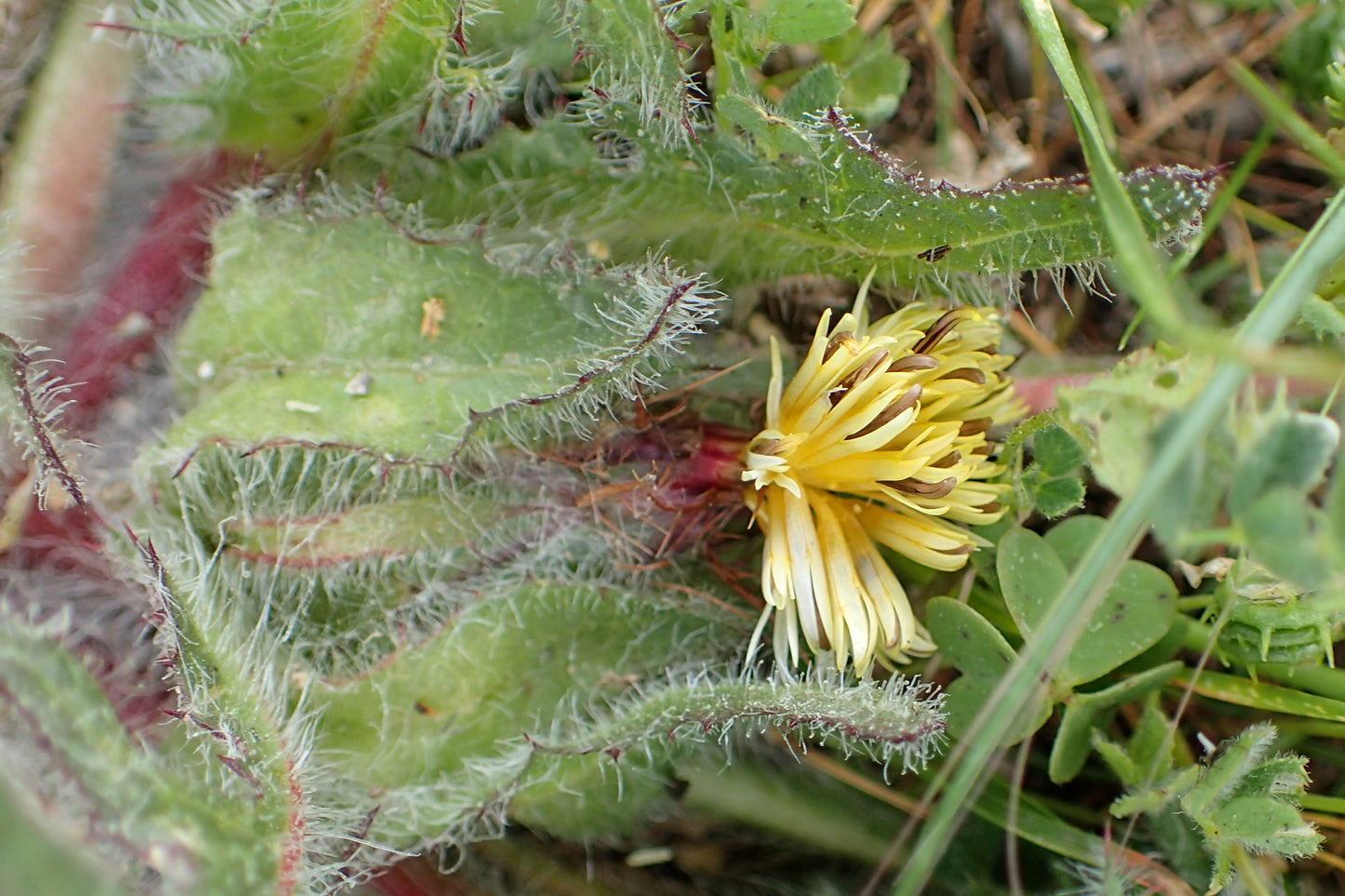 Blessed Thistle (Cnicus benedictus) botanical photograph