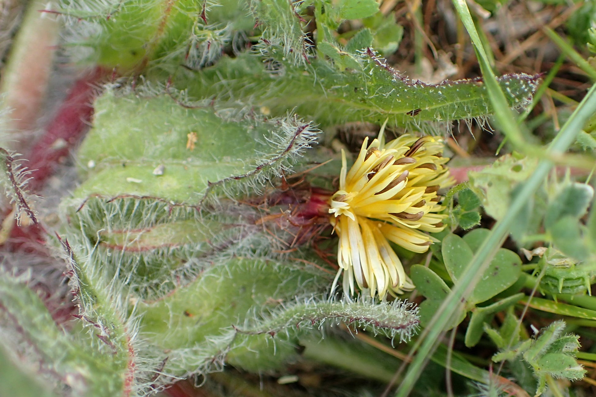 Blessed Thistle (Cnicus benedictus) botanical photograph