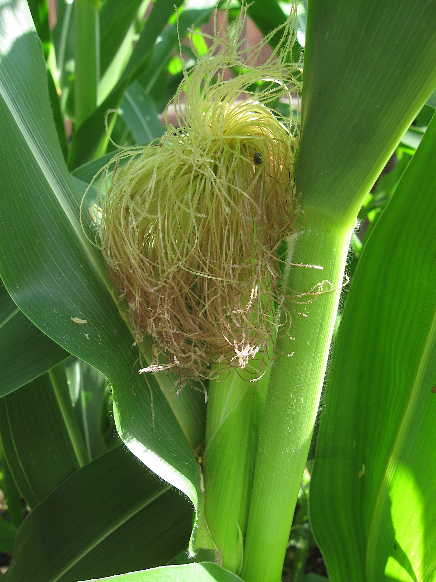 Corn Silk (Zea mays) botanical photograph