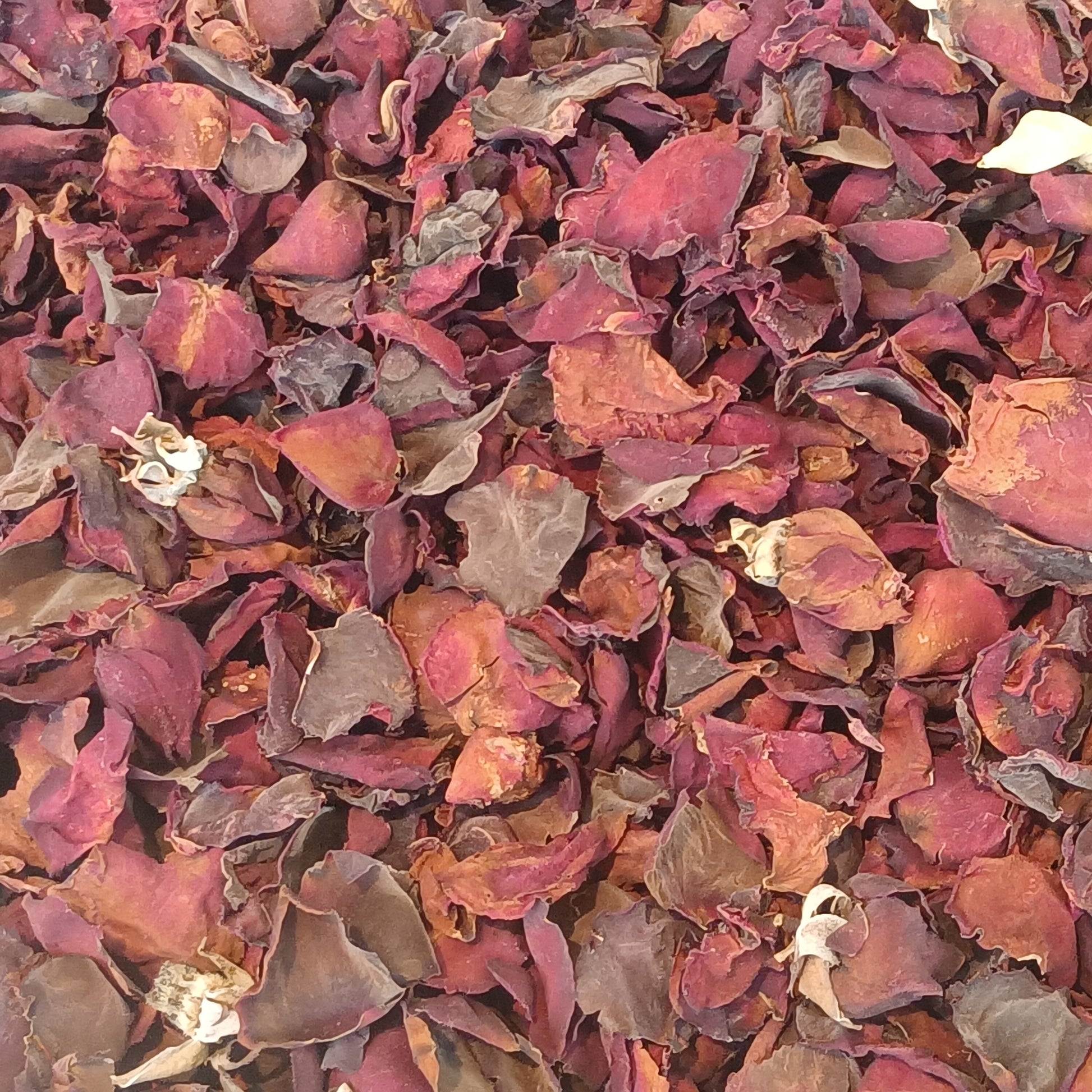 Rose Petals (Rosa spp.) botanical photograph