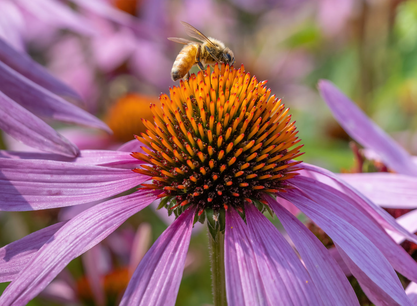 Echinacea (Echinacea purpurea) botanical photograph
