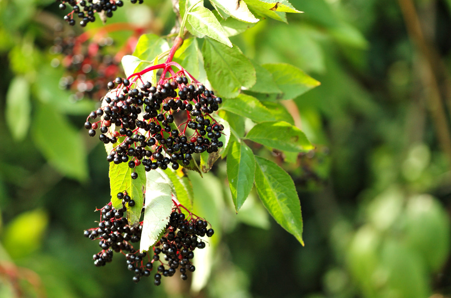 Elderberry (Sambucus nigra) botanical photograph