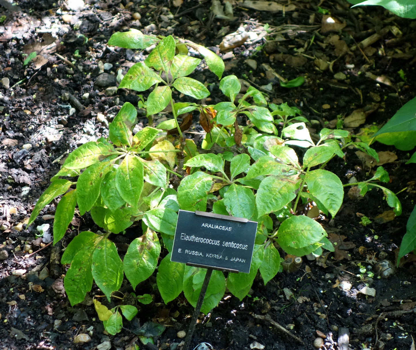 Siberian Ginseng (Eleutherococcus senticosus) botanical photograph