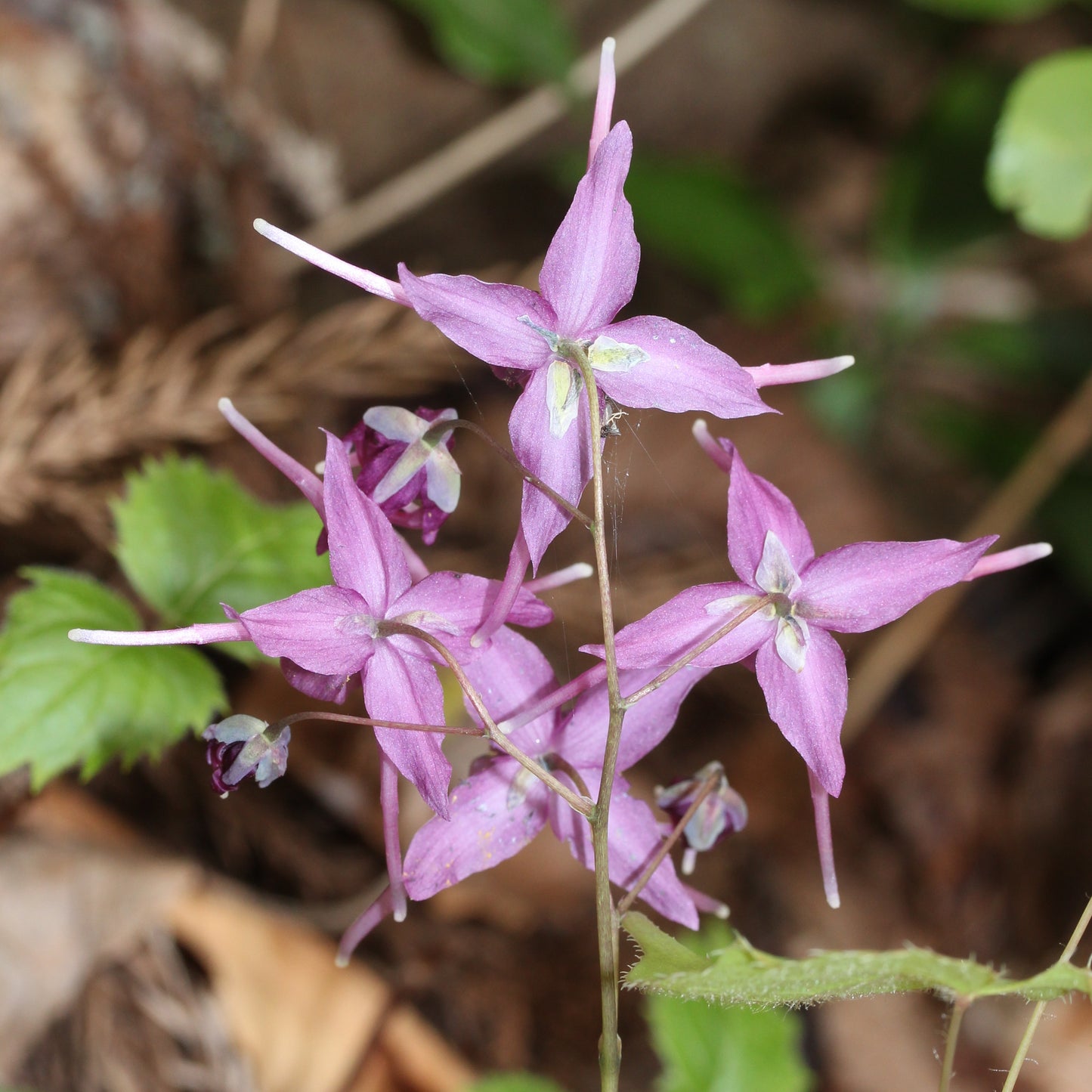 Horny Goat Weed (Epimedium spp.) botanical photograph