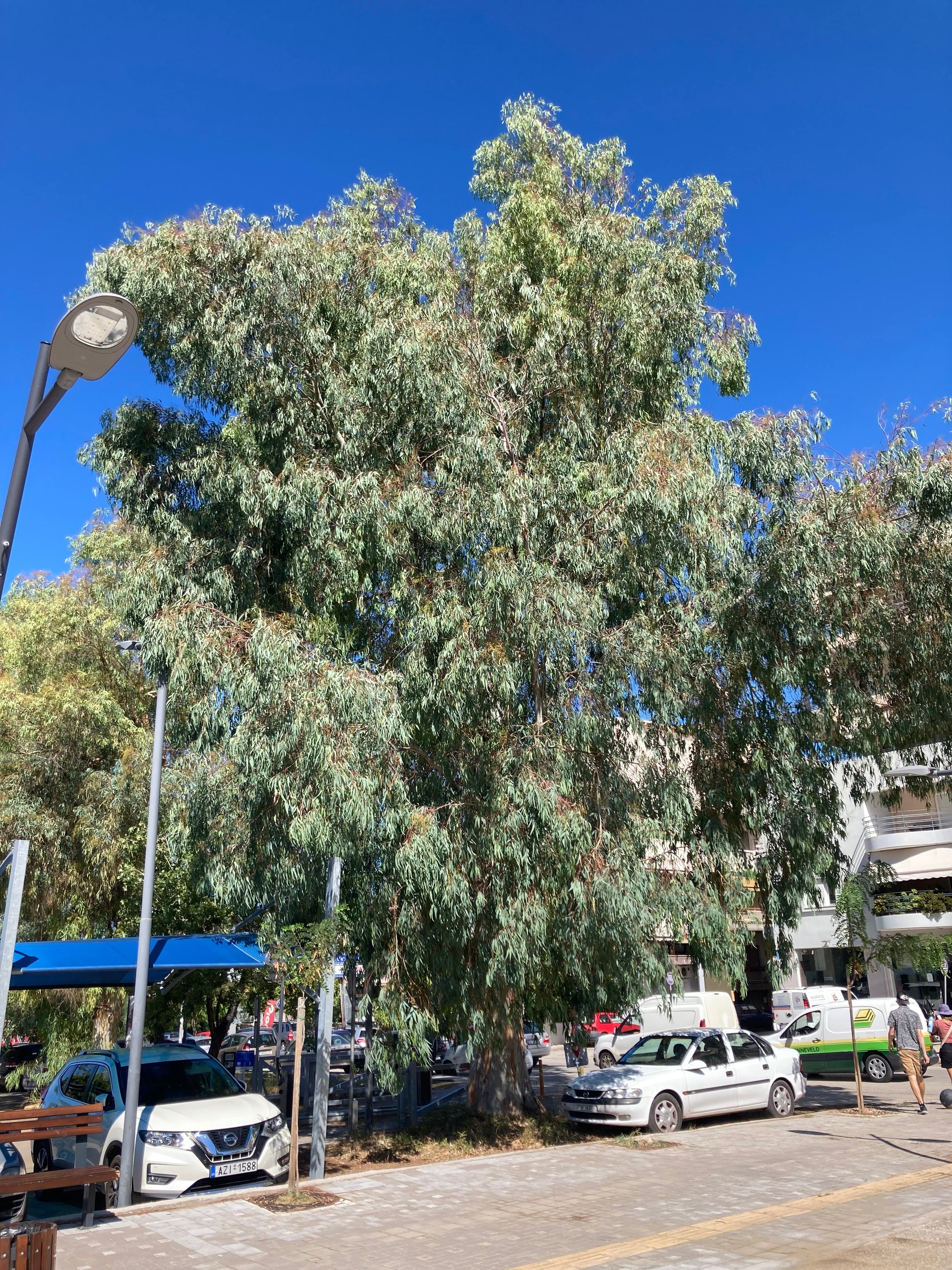 Eucalyptus (Eucalyptus globulus) botanical photograph