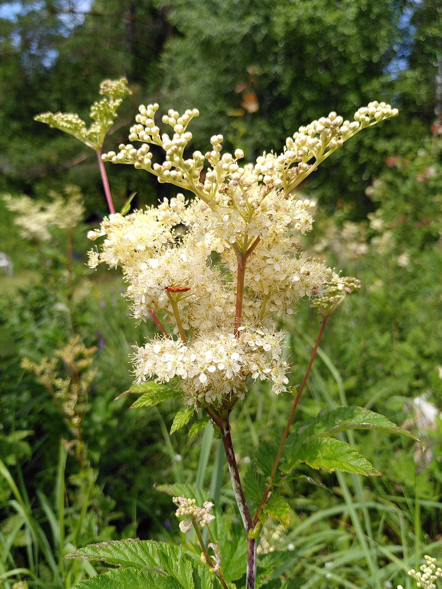 Meadowsweet (Filipendula ulmaria) botanical photograph