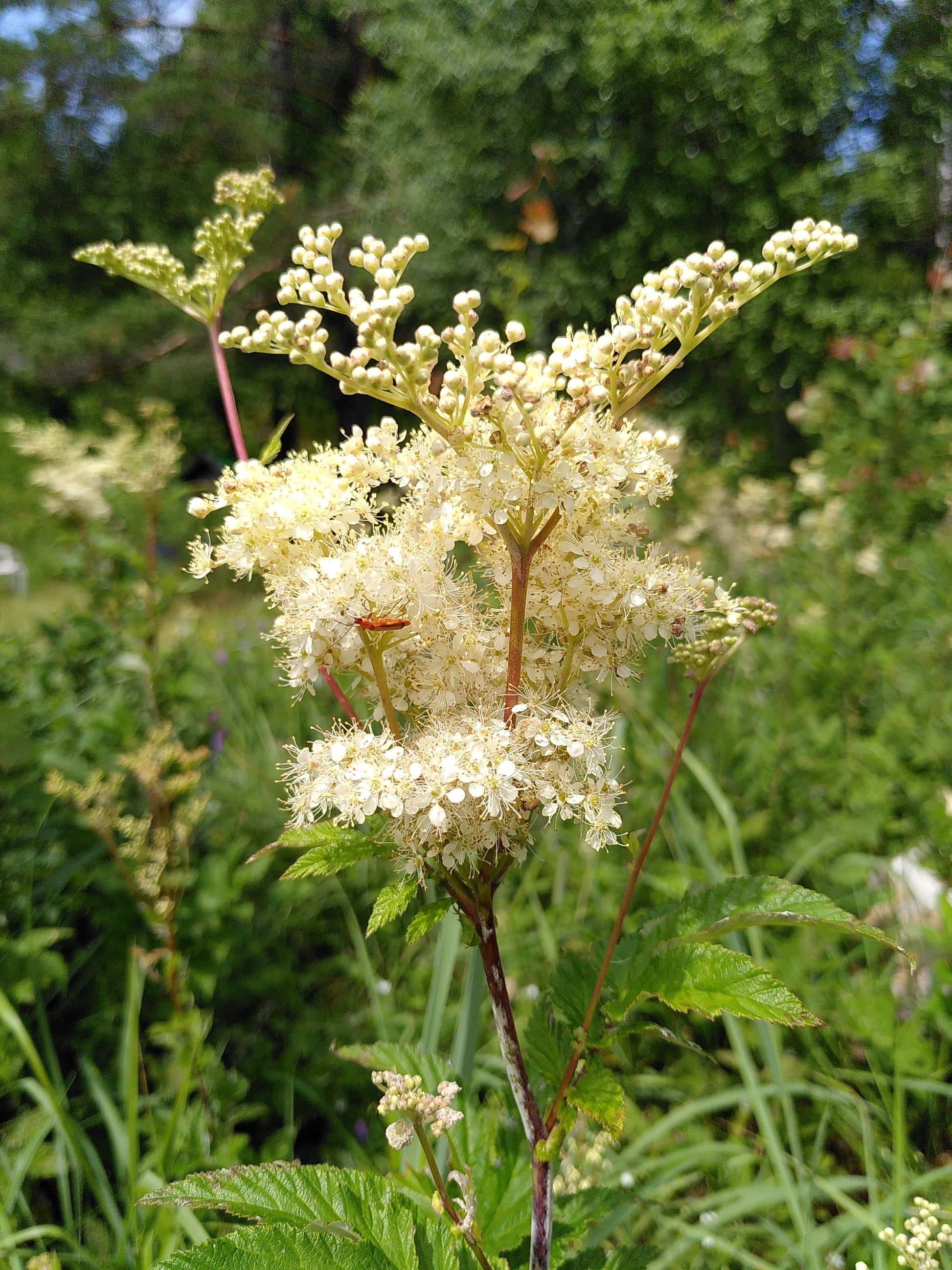 Meadowsweet (Filipendula ulmaria) botanical photograph
