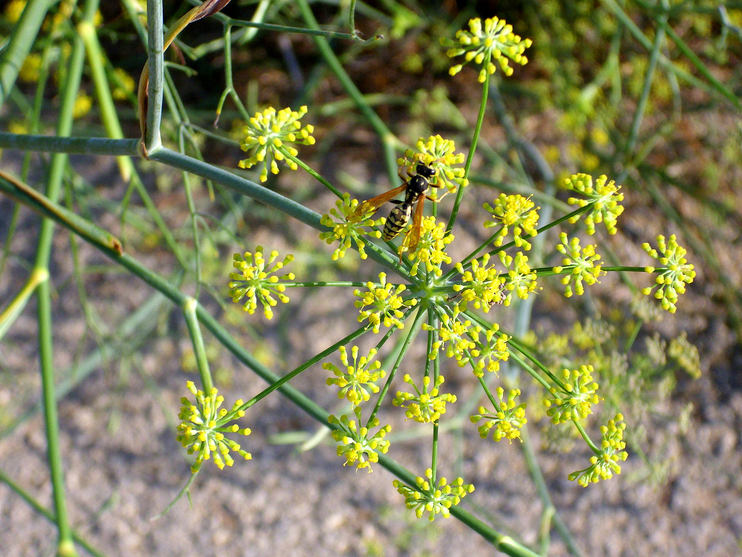 Fennel (Foeniculum vulgare) botanical photograph