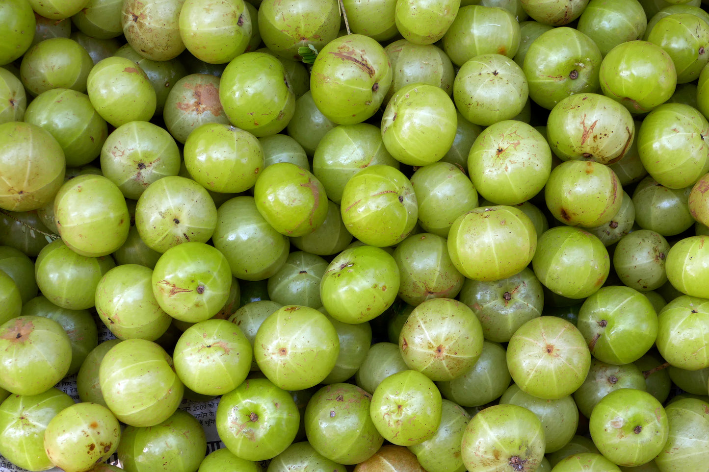 Triphala botanical photograph