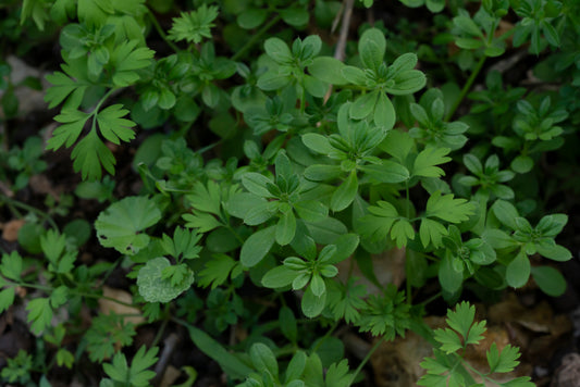 Cleavers (Galium aparine) botanical photograph