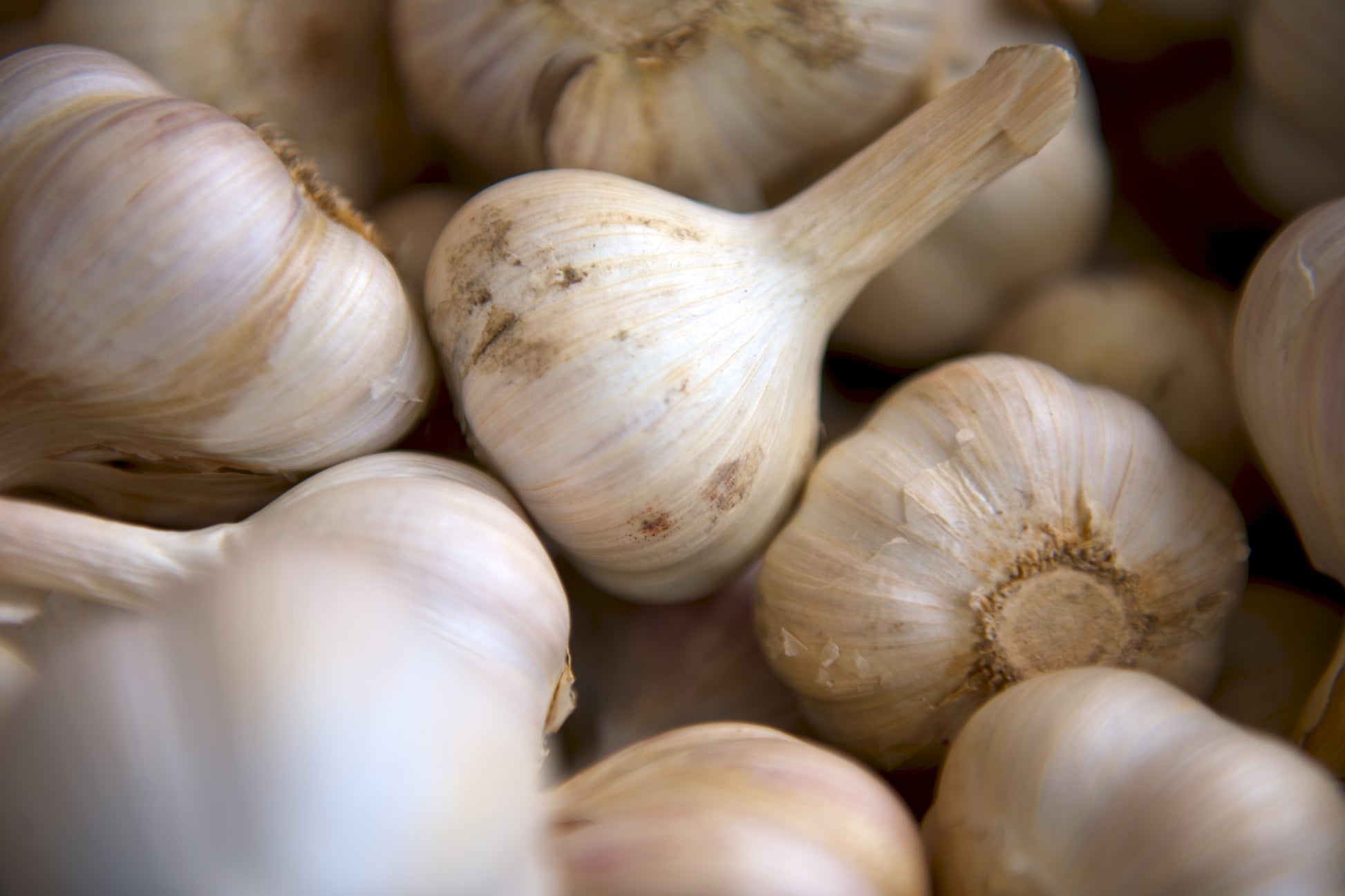 Garlic Powder (Allium sativum) botanical photograph