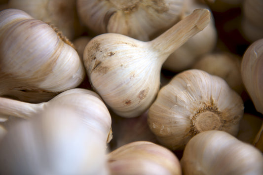 Garlic Powder (Allium sativum) botanical photograph