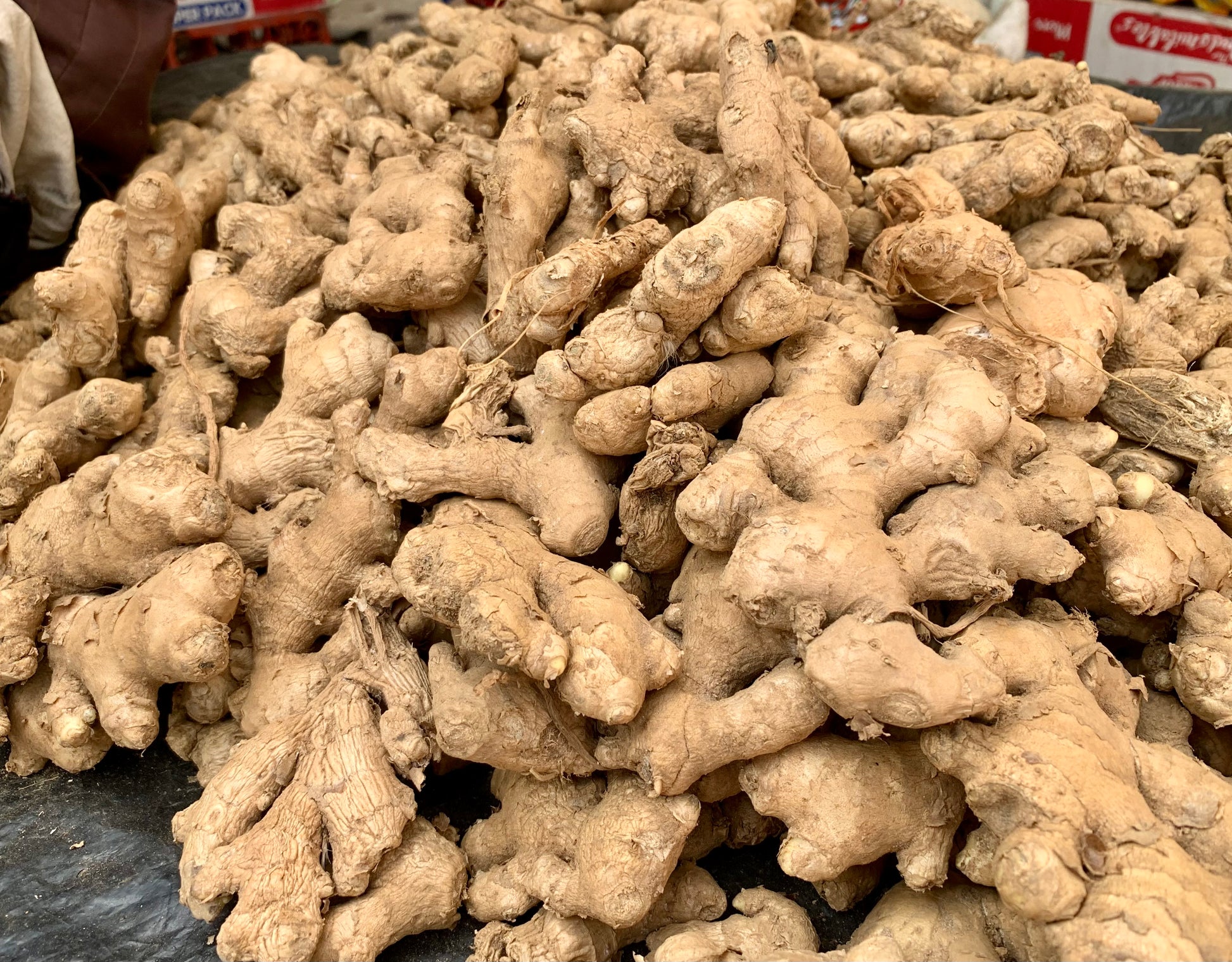 Ginger (Zingiber officinale) botanical photograph