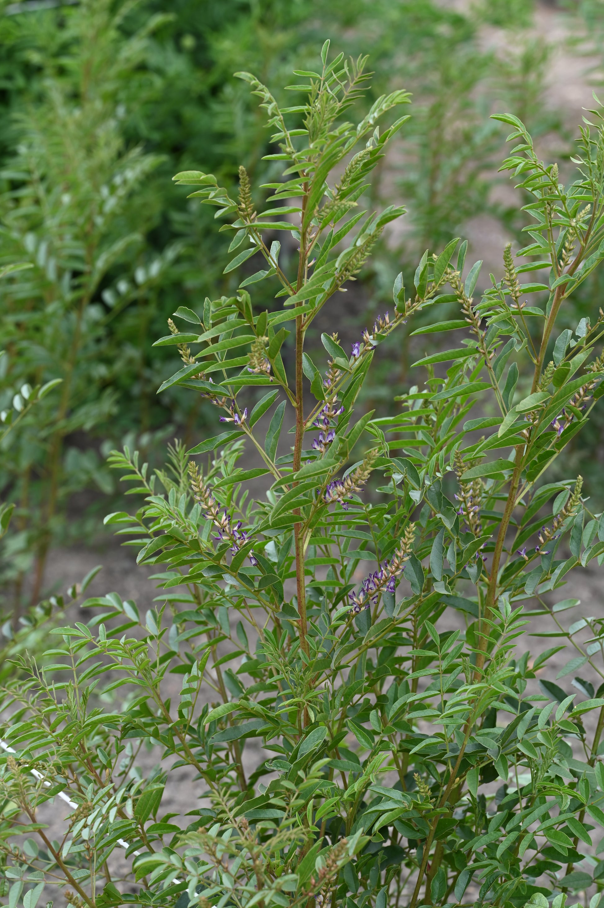 Licorice Root (Glycyrrhiza glabra) botanical photograph