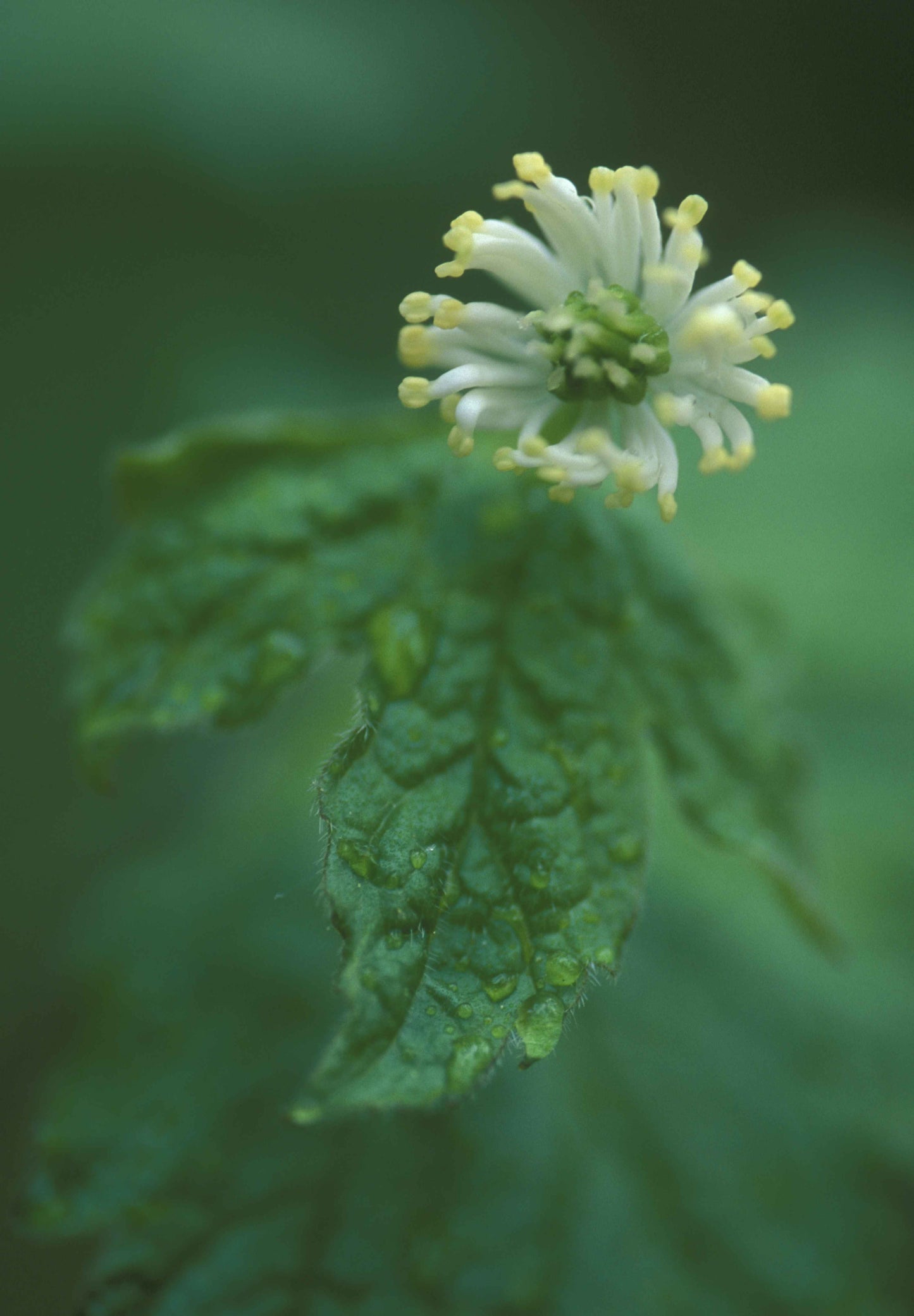 Goldenseal Root (Hydrastis canadensis) botanical photograph