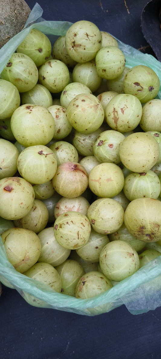 Amla (Phyllanthus emblica) botanical photograph
