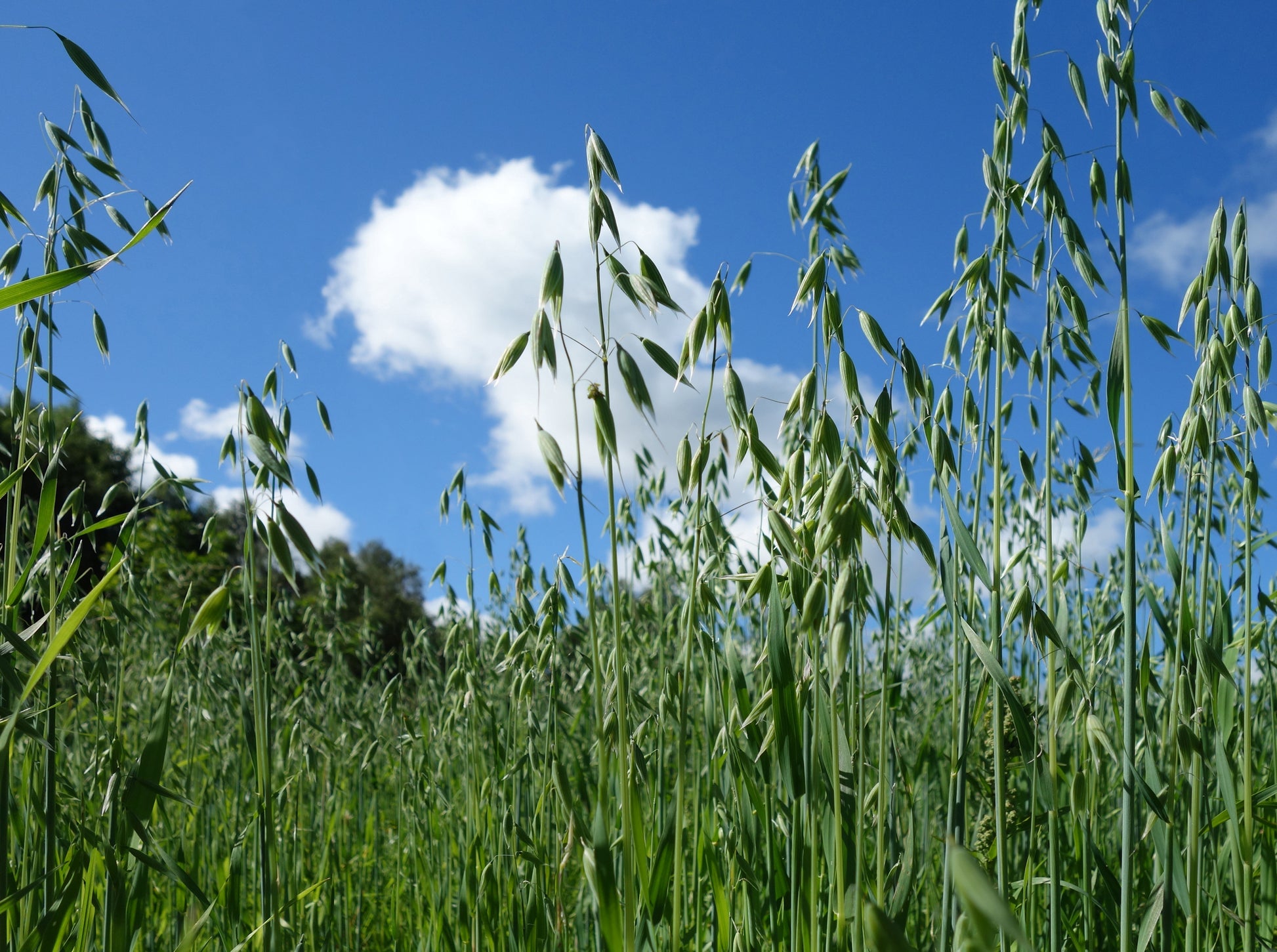 Oat Straw (Avena sativa) botanical photograph