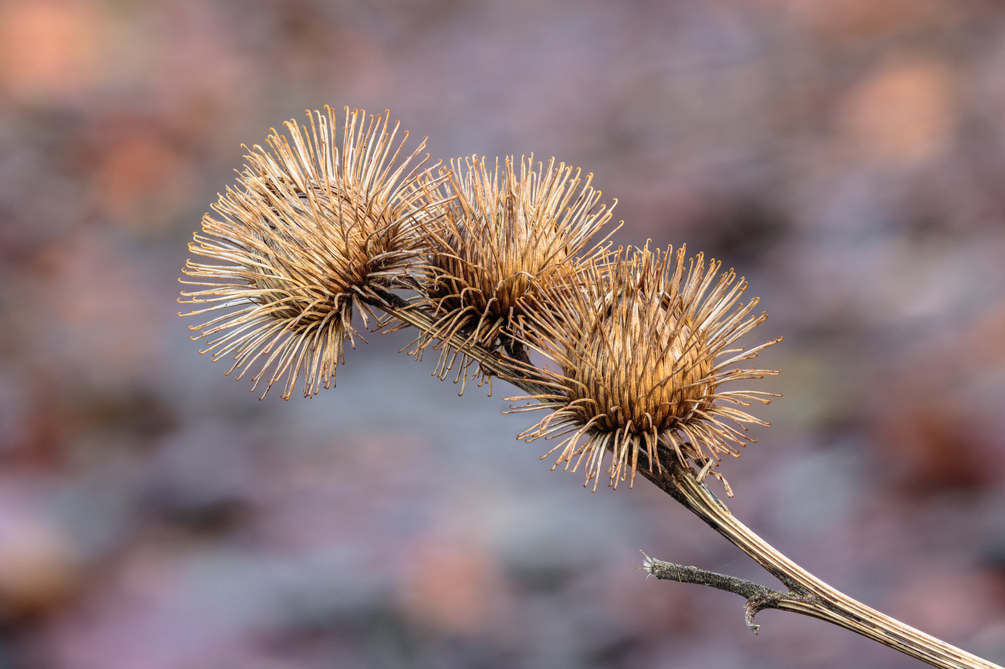 Burdock Root (Arctium lappa) botanical photograph