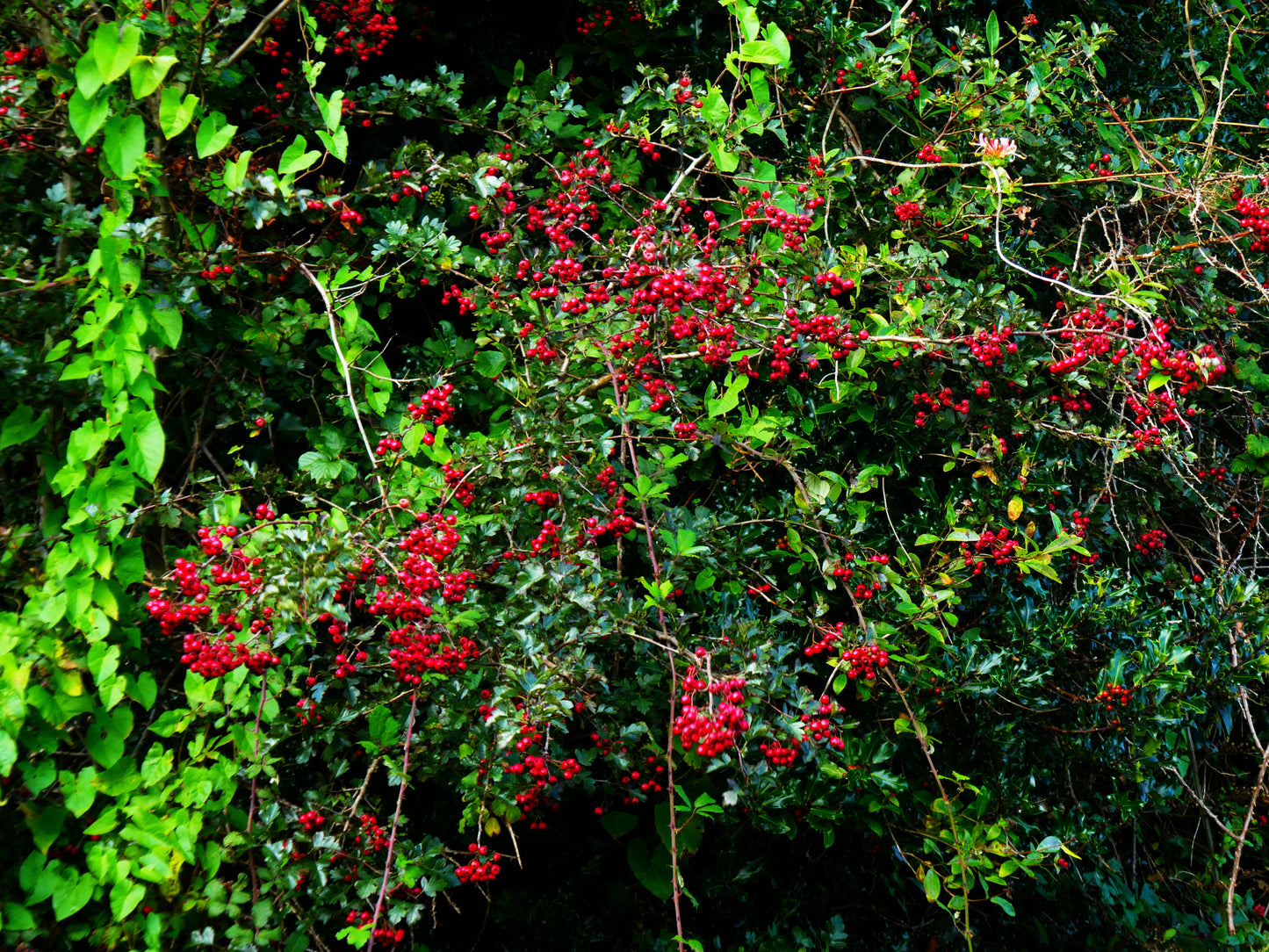 Hawthorn Berry (Crataegus monogyna) botanical photograph