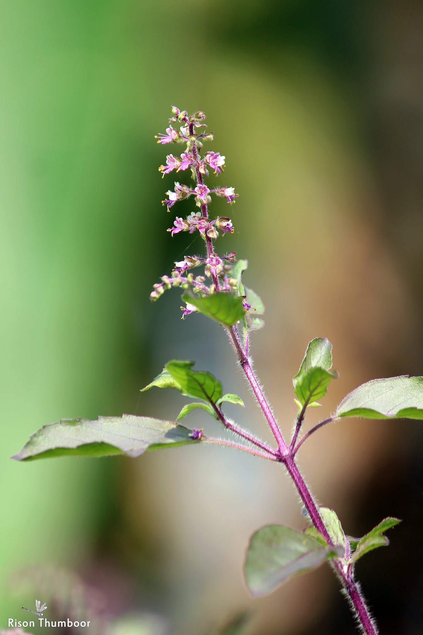 Holy Basil (Ocimum tenuiflorum) botanical photograph