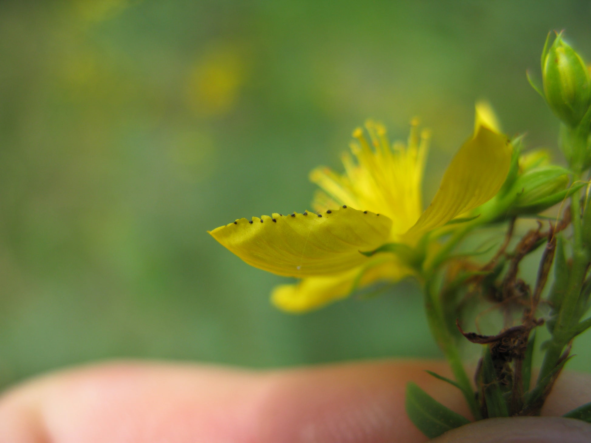 St. John's Wort (Hypericum perforatum) botanical photograph