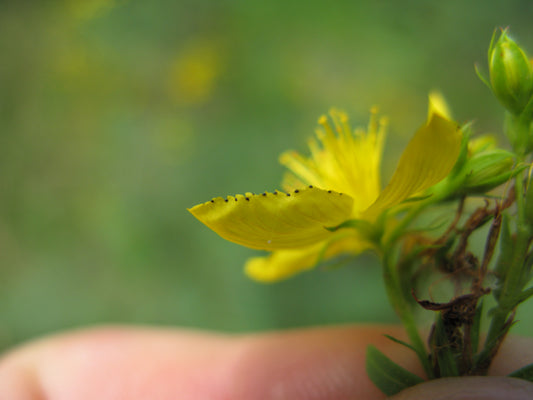 St. John's Wort (Hypericum perforatum) botanical photograph