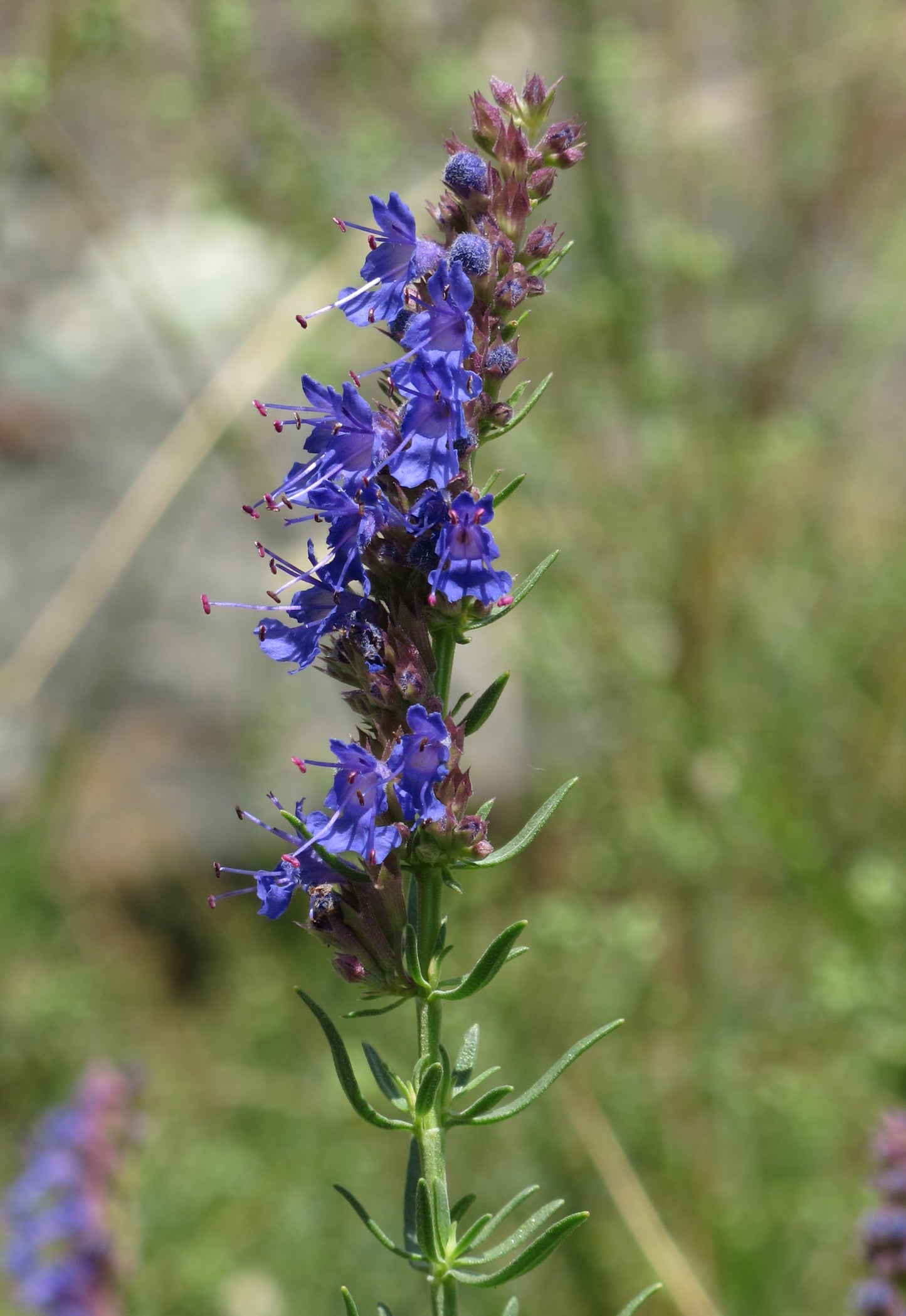 Hyssop (Hyssopus officinalis) botanical photograph