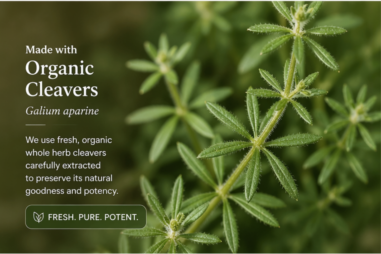 Herb with text about organic cleavers and freshness.