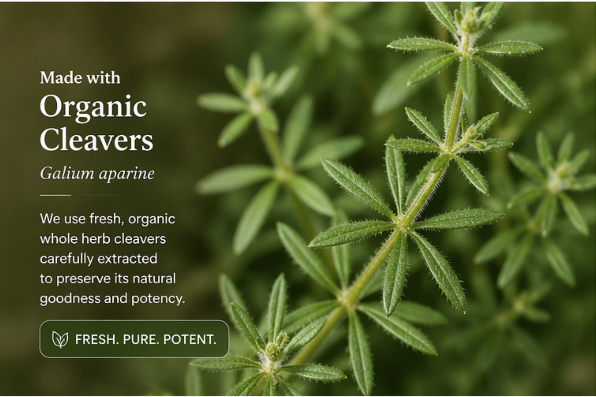 Herb with text about organic cleavers and freshness.