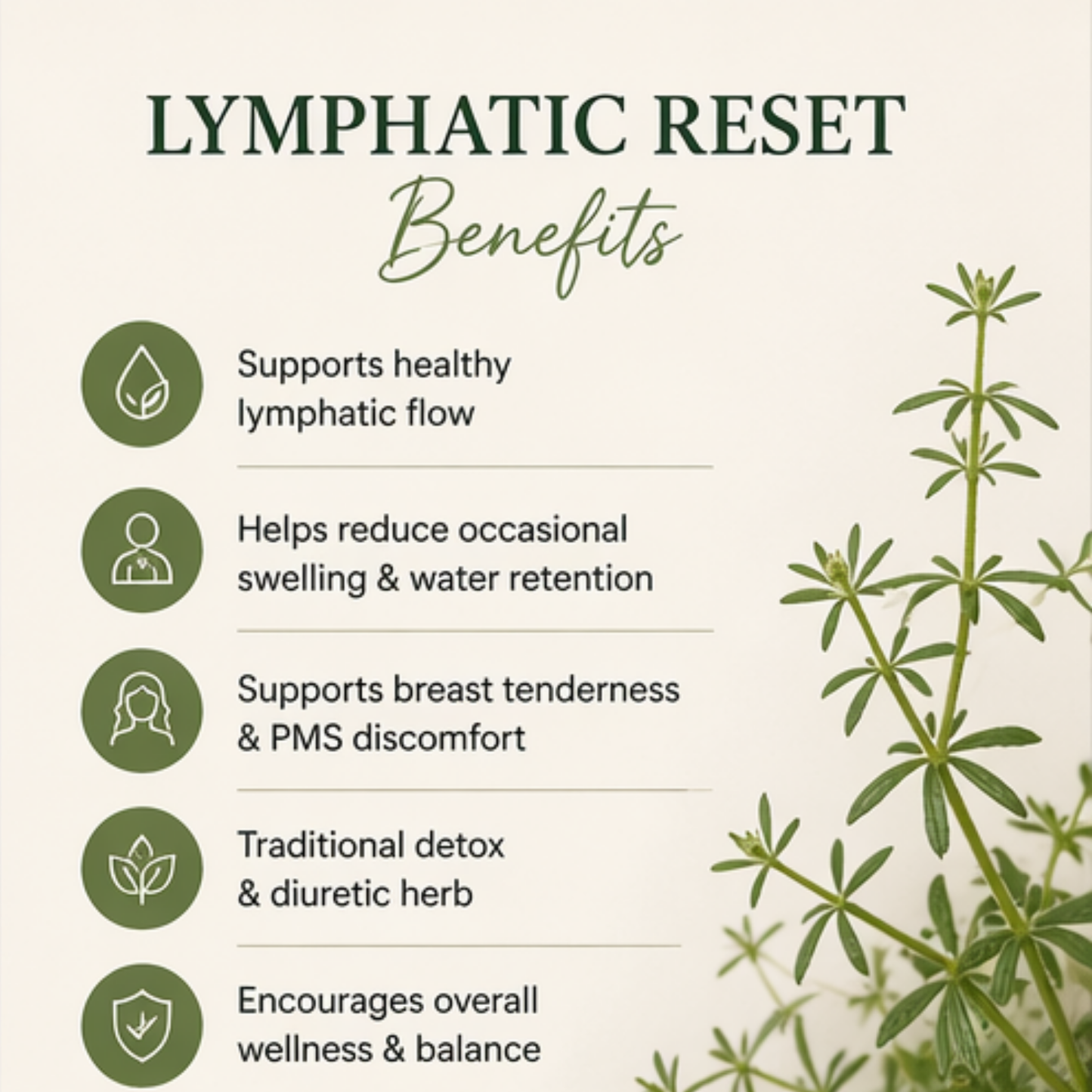 Lymphatic Reset — Cleavers Tincture | Organic Herbal Lymphatic Support