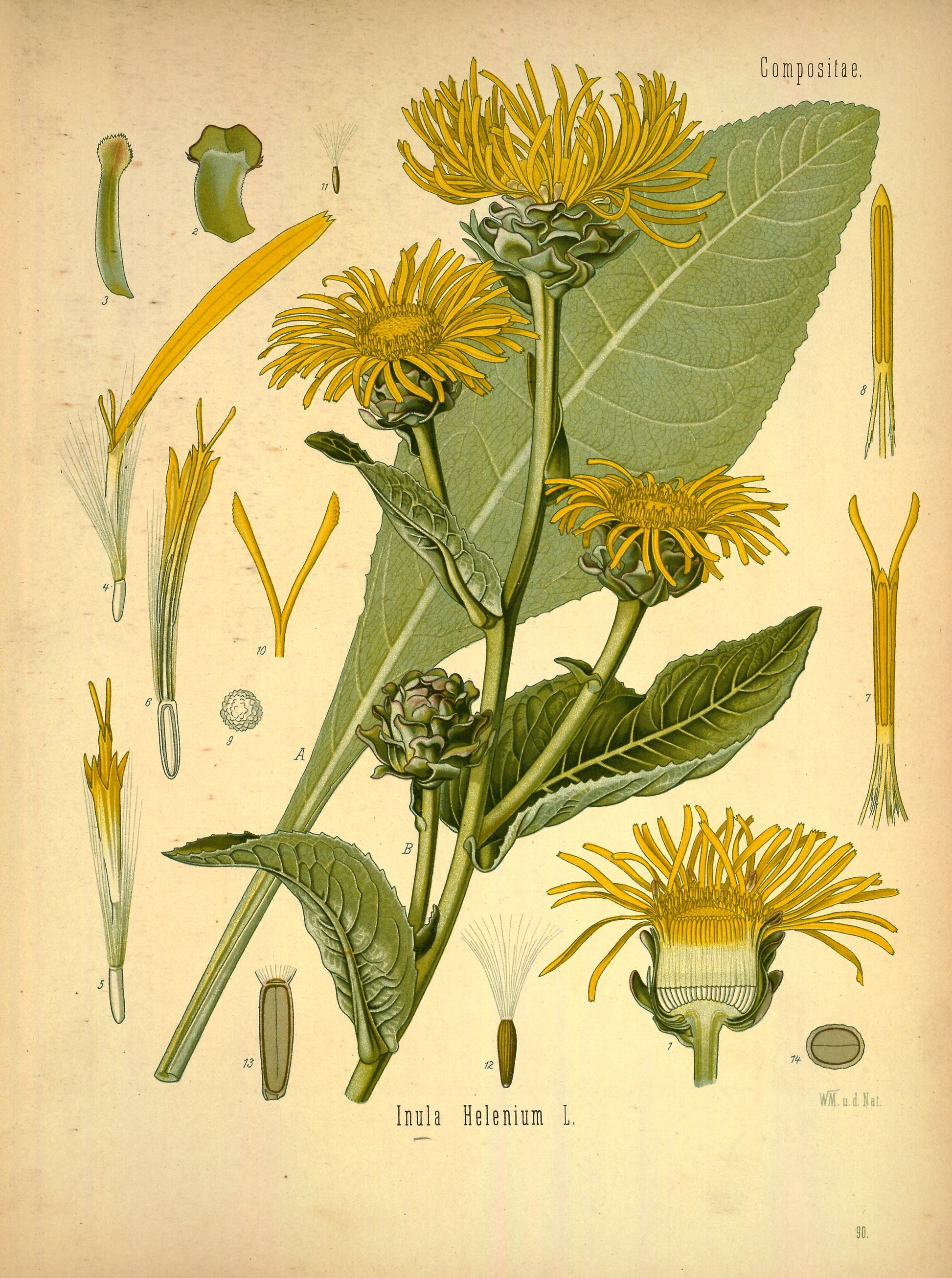 Elecampane Root (Inula helenium) botanical photograph