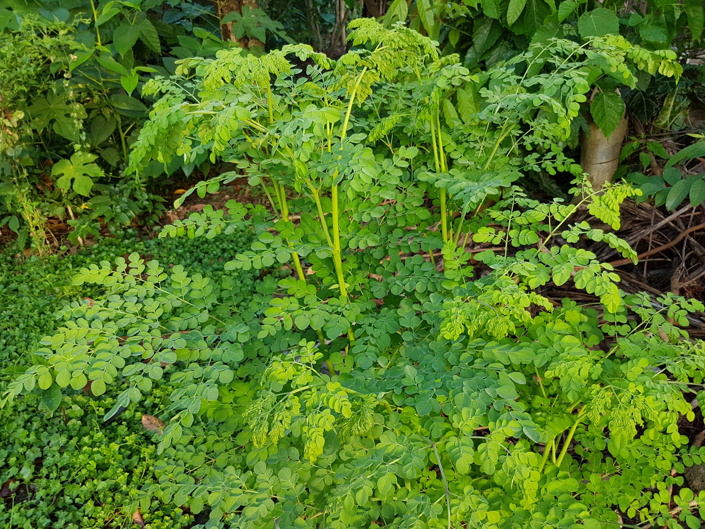 Moringa (Moringa oleifera) botanical photograph