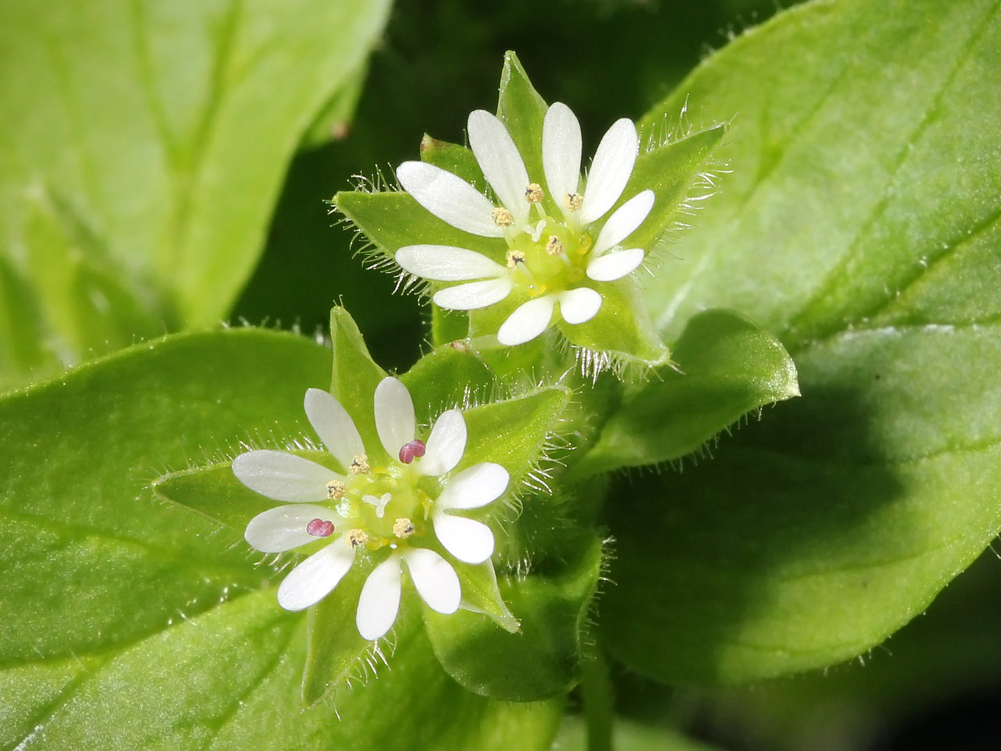 Chickweed (Stellaria media) botanical photograph