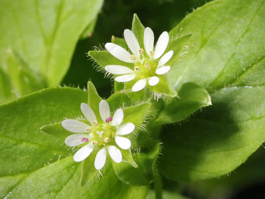 Chickweed (Stellaria media) botanical photograph
