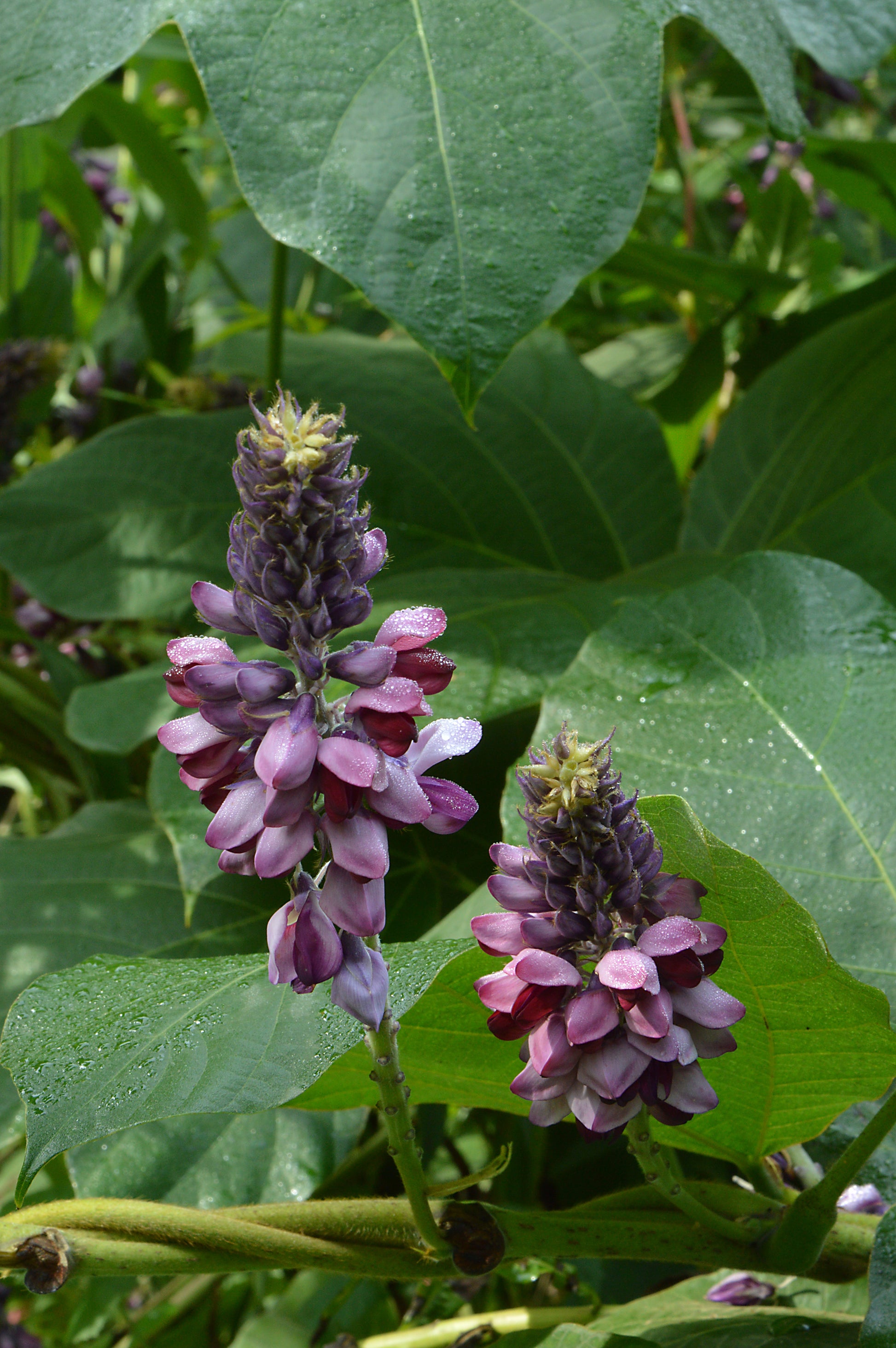 Kudzu Root (Pueraria lobata) botanical photograph